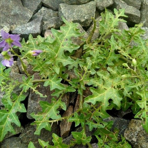 Solanum virginianum Habitat