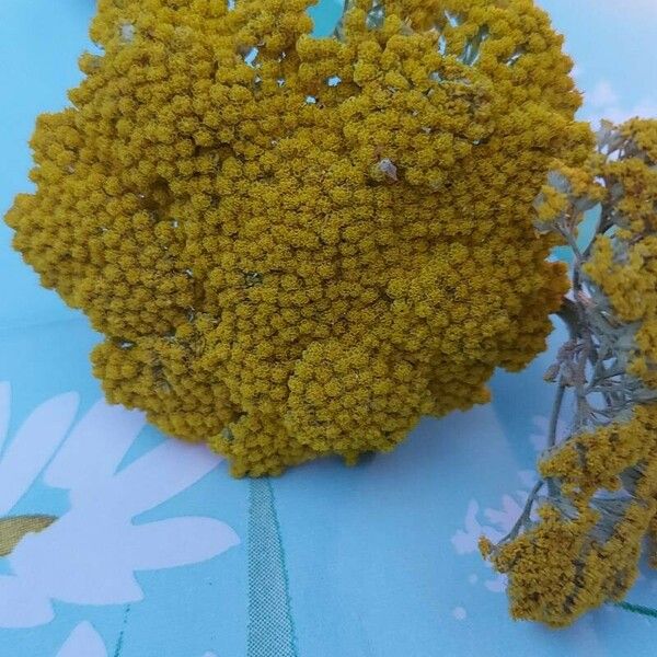 Achillea tomentosa Цветок