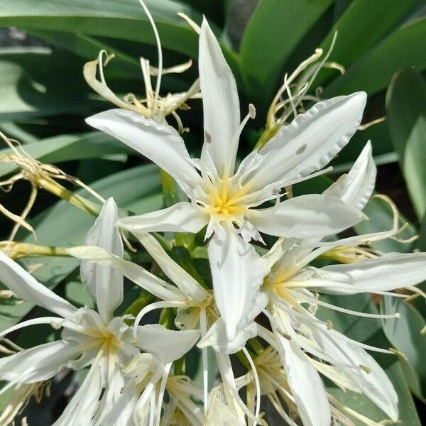 Pancratium illyricum Flower