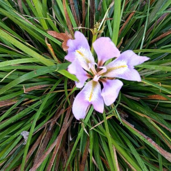 Iris unguicularis Flower