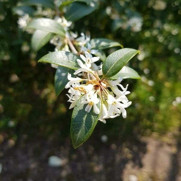 Osmanthus × burkwoodii Levél