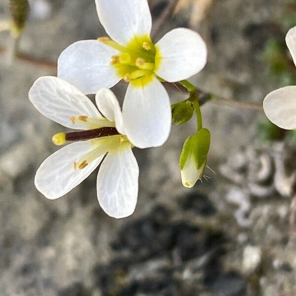 Arabis alpina Kwiat