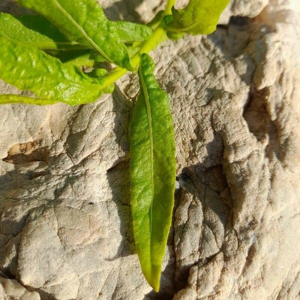 Dittrichia viscosa Leaf