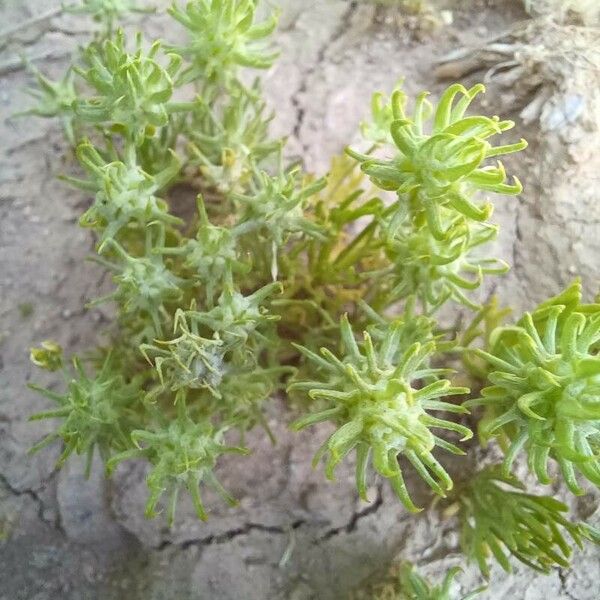 Ranunculus falcatus Fruit