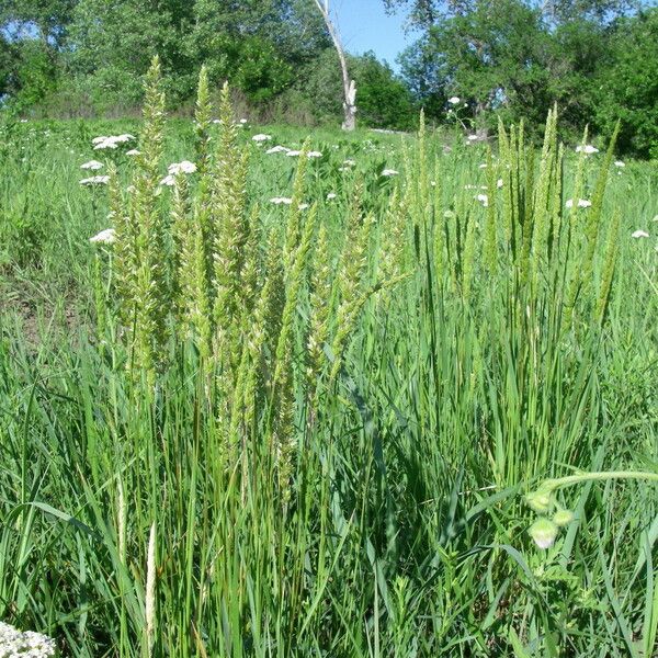 Koeleria macrantha Хабит