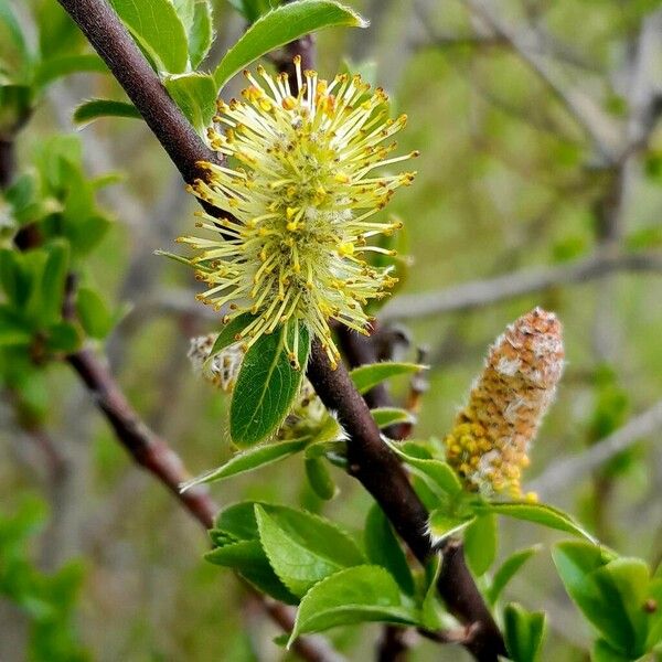 Salix myrsinifolia Blodyn