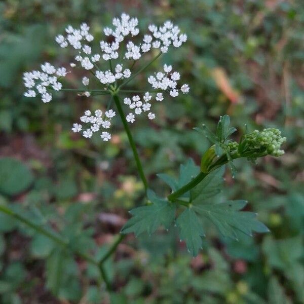 Pimpinella major Flor