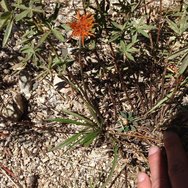 Agoseris aurantiaca Hàbitat