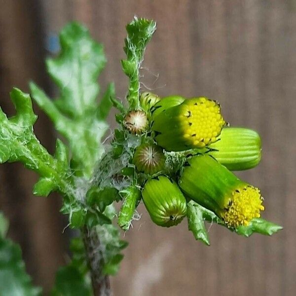 Senecio vulgaris Flower