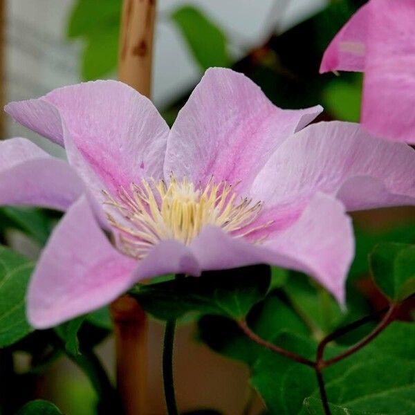 Clematis integrifolia Flower