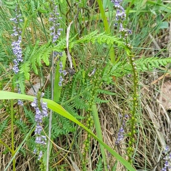 Anarrhinum bellidifolium Хабит