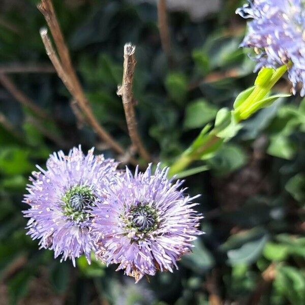 Globularia vulgaris 花