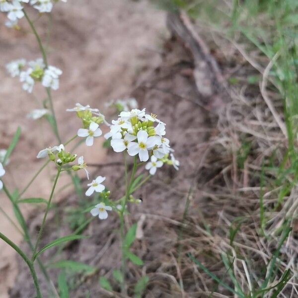 Arabidopsis arenosa Цвят