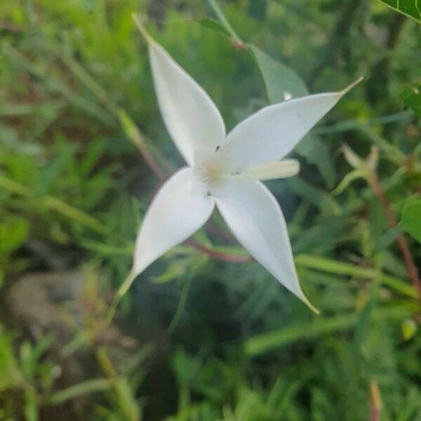 Conostomium quadrangulare Blomma