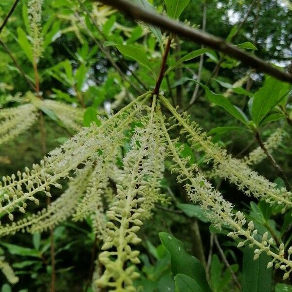 Cyrilla racemiflora Lorea