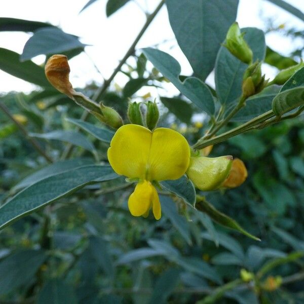 Cajanus cajan Flower