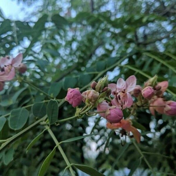 Cassia roxburghii Flower