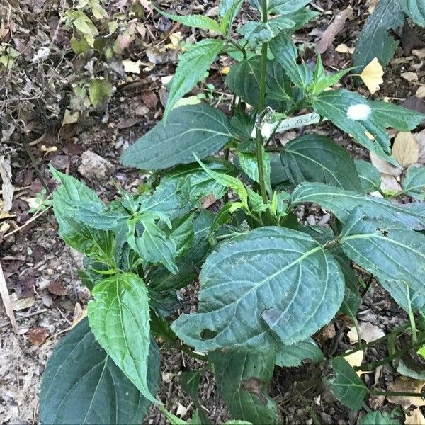 Salvia oxyphora Ліст