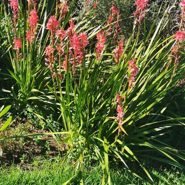 Watsonia borbonica Hábito