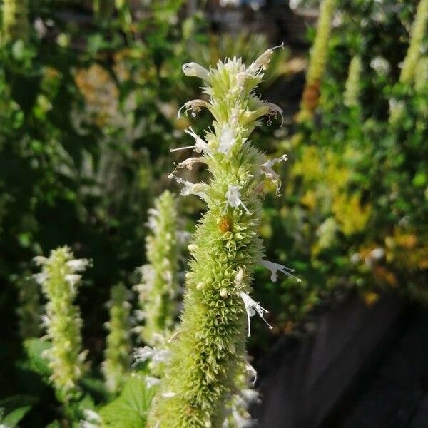 Agastache nepetoides Flower