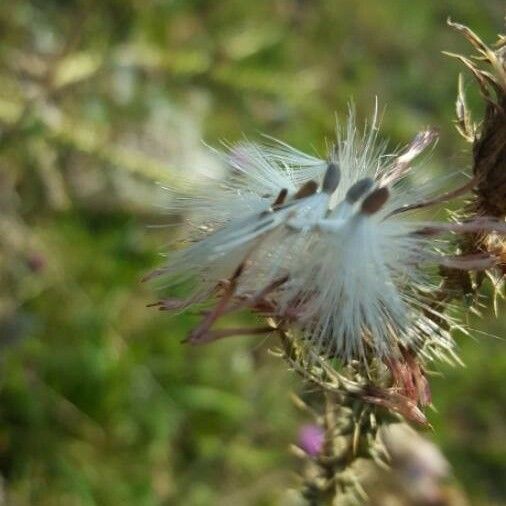 Carduus acanthoides Hostoa