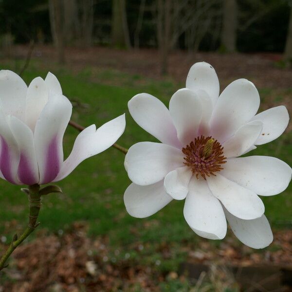 Magnolia sprengeri Blomst