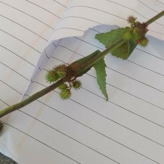 Triumfetta rhomboidea Flower