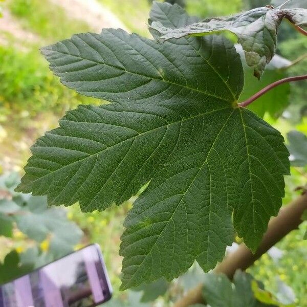 Acer pseudoplatanus Leaf