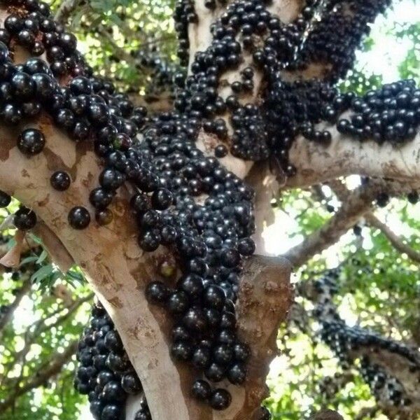 Plinia cauliflora Fruit