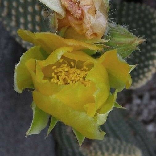 Opuntia microdasys Λουλούδι
