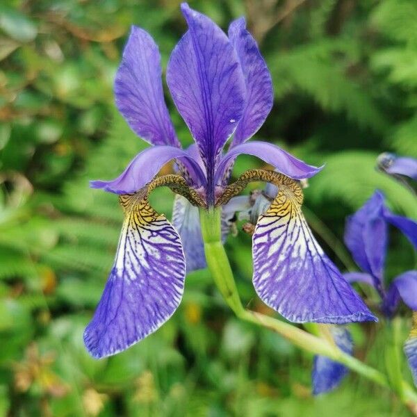 Iris sibirica Kwiat