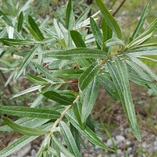 Hippophae rhamnoides 叶