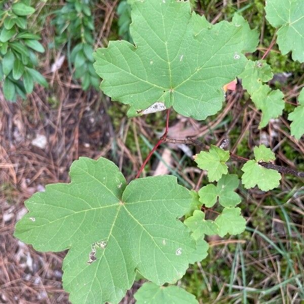 Acer opalus Leht