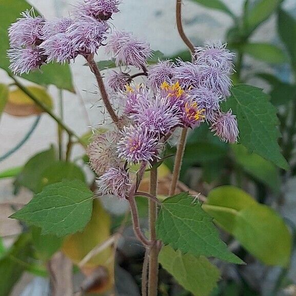 Urolepis hecatantha Blüte