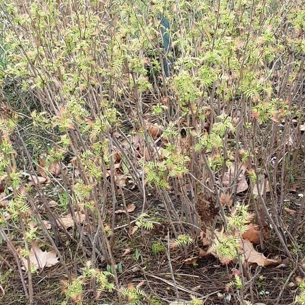 Sorbaria sorbifolia Alkat (teljes növény)