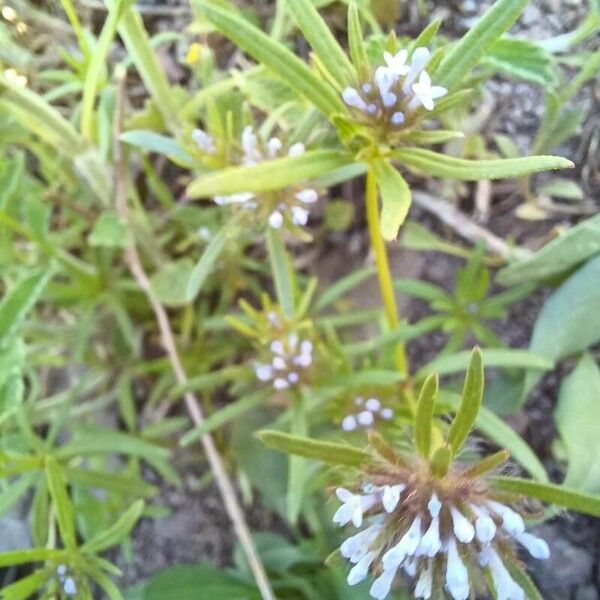 Asperula arvensis পাতা