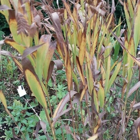 Chasmanthium latifolium Liść