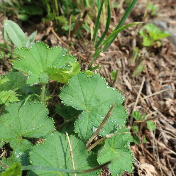 Alchemilla acutiloba Φύλλο