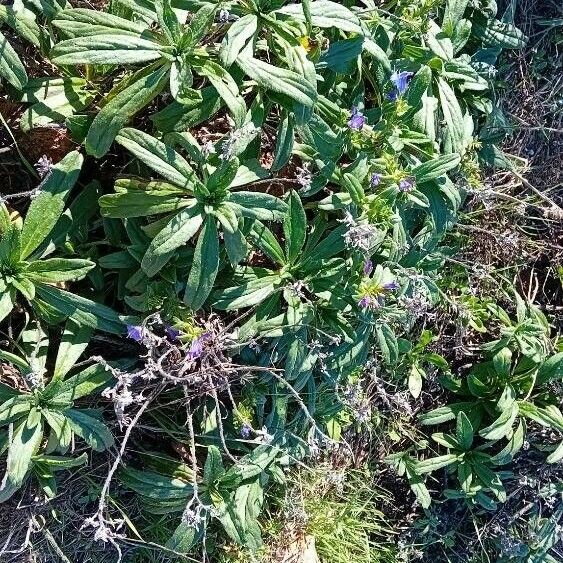 Echium rosulatum Tervik taim