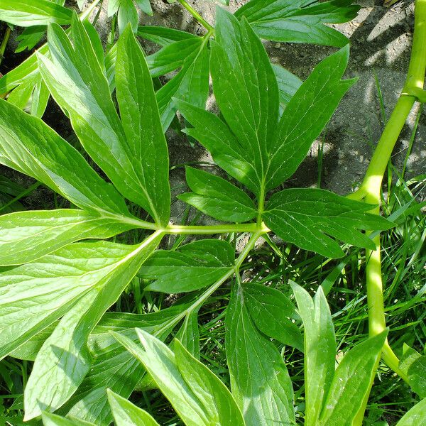 Paeonia peregrina Blad