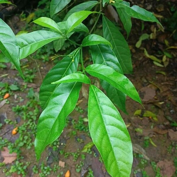 Tabernanthe iboga Leaf