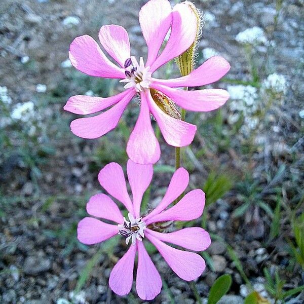 Silene colorata Cvet