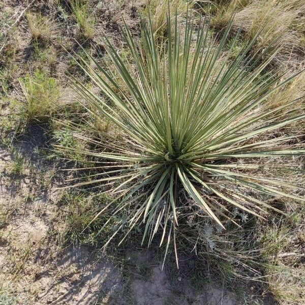 Yucca glauca Foglia