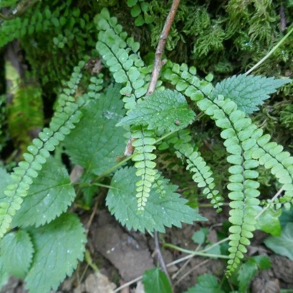 Asplenium trichomanes Habitus