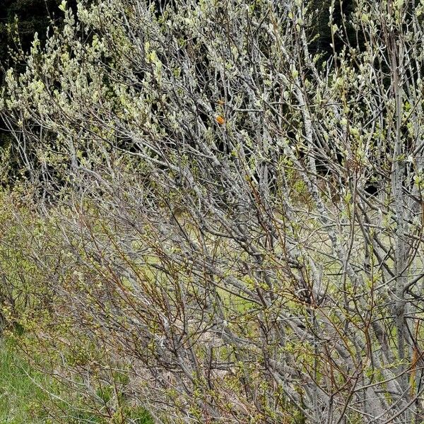 Salix repens Pokrój