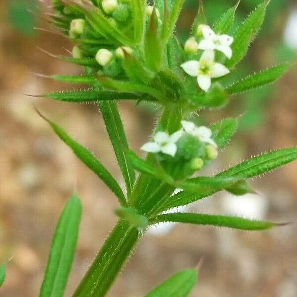 Galium tricornutum Folla