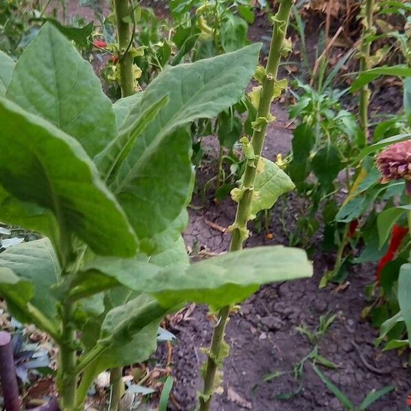 Nicotiana tabacum Rusca