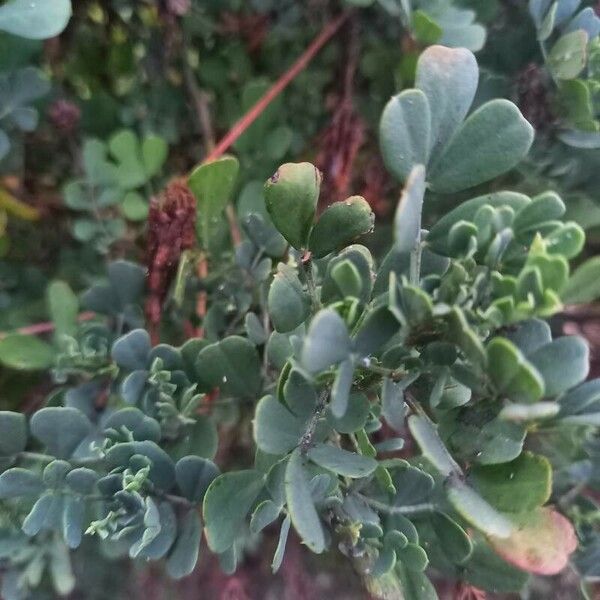 Coronilla glauca Leaf