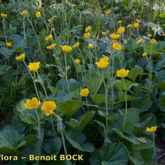 Geum pyrenaicum ᱛᱟᱦᱮᱸ