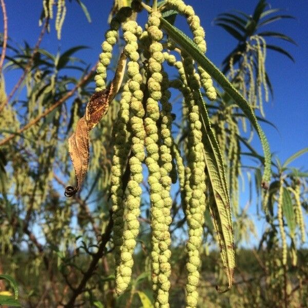 Boehmeria penduliflora Fiore